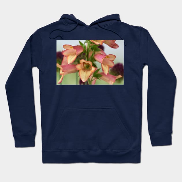 Digitalis x valinii Illumination Pink = 'Tmdgfp001' Foxglove Illumination Series Hoodie by chrisburrows